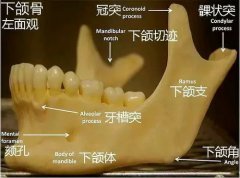 拔智齿，能瘦脸！你信了吗？